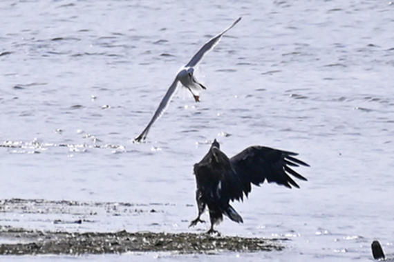 Seeadler und Mittelmeermöwe kämpfen um einen Kadaver  Foto: Sasha Jumanca