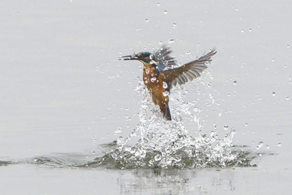 Eisvogel-Akrobatik  Foto: Thomas Alberer