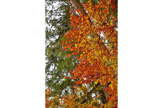 03 Herbst Im Eichental Am Muehlbach Lamacontent.De W6 A6102 1500x1000pix H