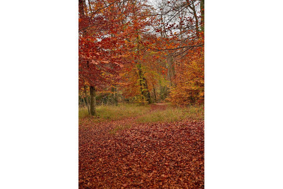 03 Herbst Im Eichental Parkgelaende Lamacontent.De W6 A6157 1500 1000pix H