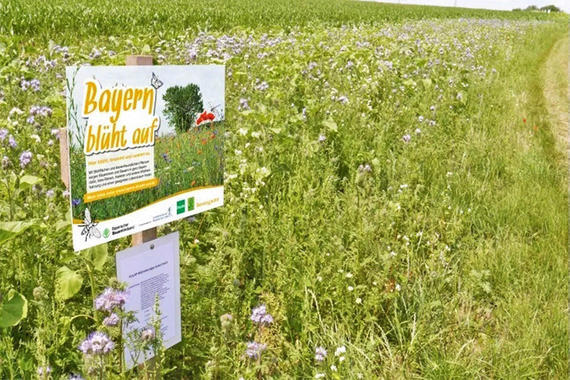 Schild "Bayern blüht auf"  Grafik: Bayerischer Bauernverband
