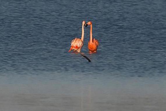 Foto: Michael Manitz &#160; &#160; Flamingos