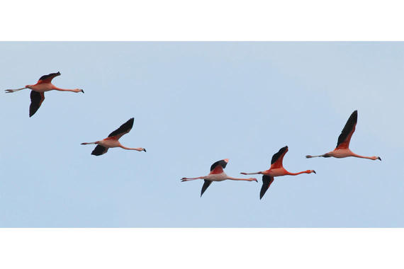 Flamingos  Foto: Michael Manitz