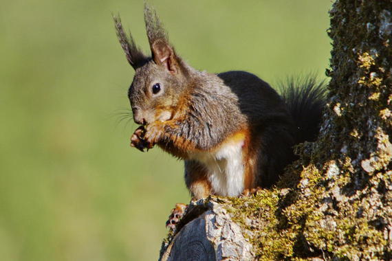 Eichhörnchen  Foto: Johann Zimmermann