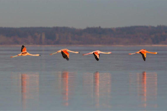 Flamingos  Foto: Andreas Hartl