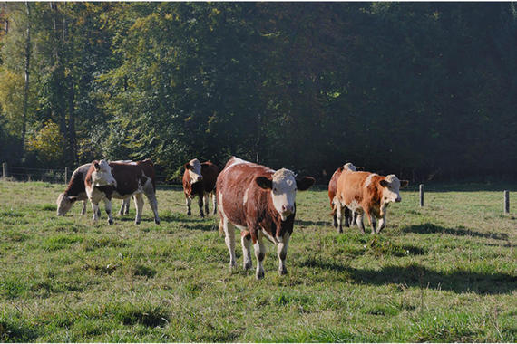 Neugierige Kühe bei Zeiering  Foto: Johann Zimmermann