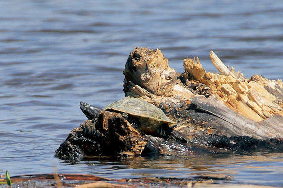 Gelbbauch Schmuckschildkröte  Foto: H.-D. Naundorf