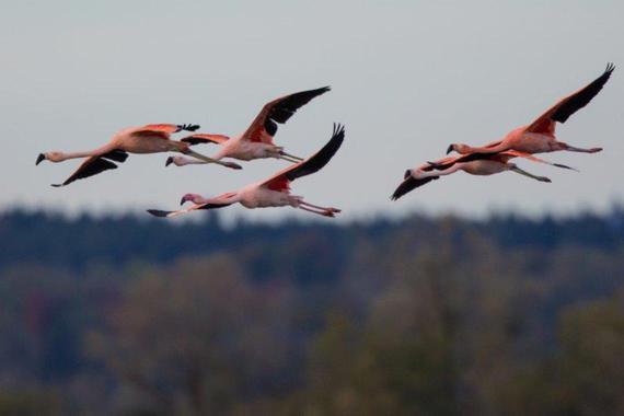 Flamingos  Foto: Andreas Hartl
