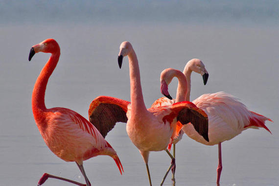 Flamingos in Seebruck  Foto: Alexander Kraus