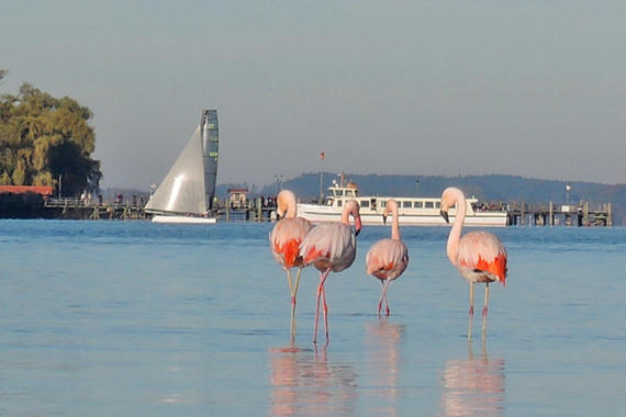 Flamingos vor der Fraueninsel  Foto: Uwe Koberger