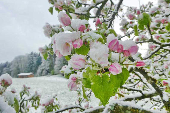 schneebedeckte Apfelblüten  Foto: Toni Hötzelsperger