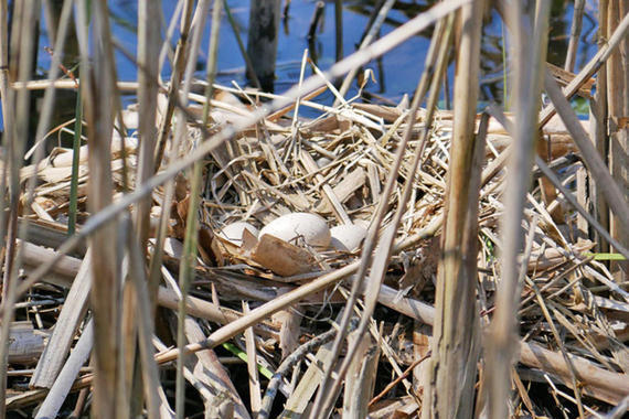 Blässhuhn - Nest  Foto: Johannes Almer