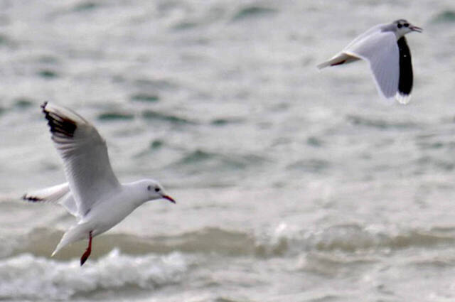 Größenvergleich zwischen Zwergmöwe und Lachmöwe Foto: Johannes Almer