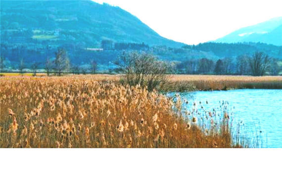 Der Irschener Winkel des Chiemsees bei Bernau gilt als Rückzugsgebiet für seltene Vogelarten.