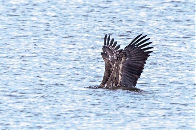 Seeadler beim Fischfang  Foto: Andreas Hartl