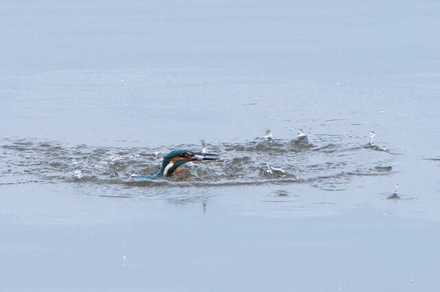 Eisvogel mit Beute beim Auftauchen  Foto: Thomas Alberer