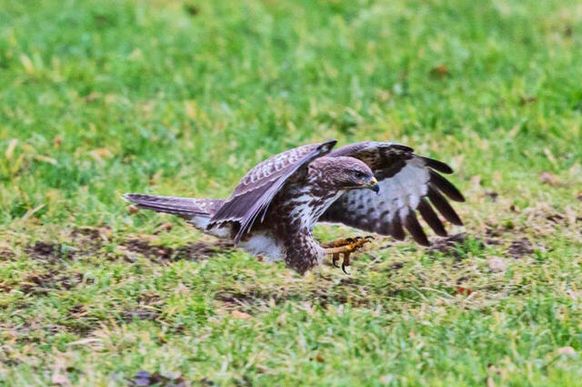 Mäusebussard  Foto: Andreas Hartl