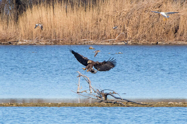Seeadler  Foto: Thomas Alberer