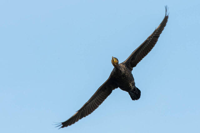 Kormoran  Foto: Thomas Alberer