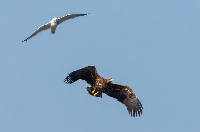 Möwe attackiert Seeadler  Foto: Thomas Alberer
