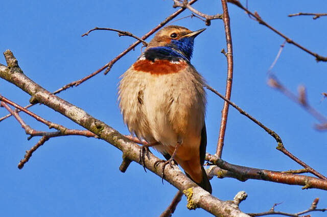 Blaukehlchen  Foto: Johannes Almer
