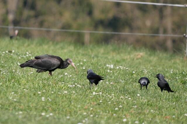 Waldrapp und Dohle  Foto: Johannes Almer