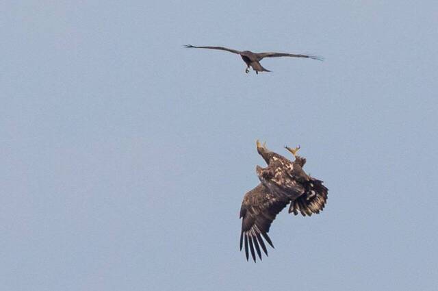 Schwarzmilan attackiert Seeadler  Foto: Andreas Hartl
