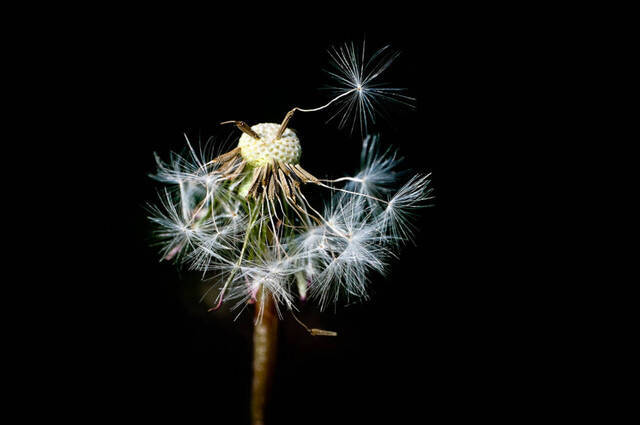 Pusteblume  Foto: Karen Wise