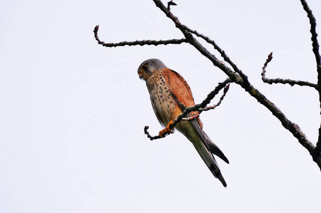 Turmfalke  Foto: Johannes Almer