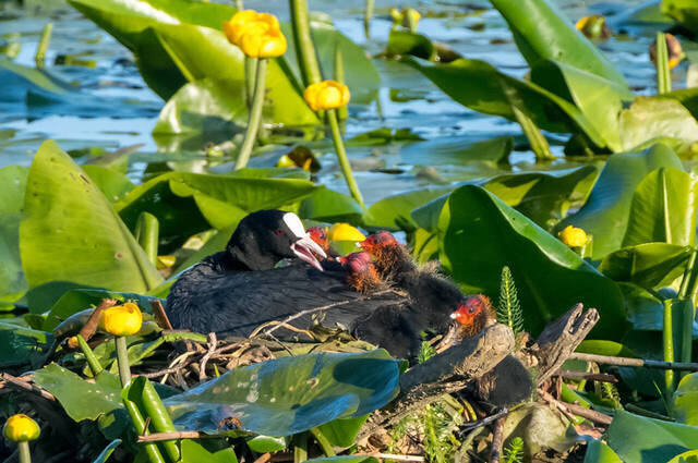 Blässhuhn mit Kücken  Foto: Thomas Alberer
