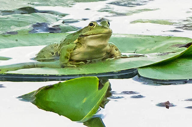 Seefrosch im Teichrosenfeld  Foto: Thomas Alberer