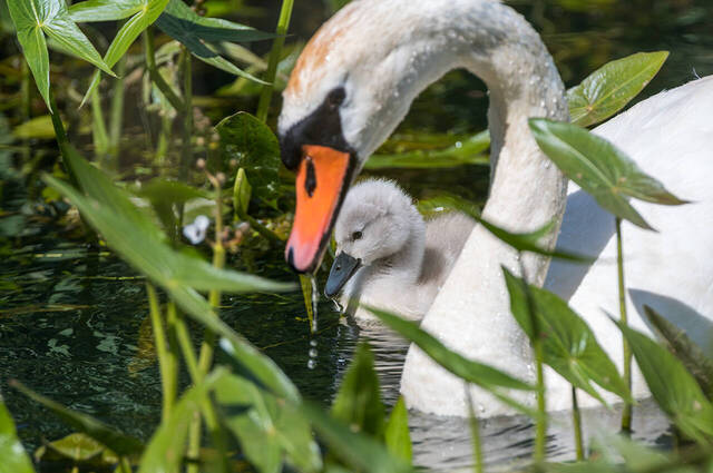 Höckerschwan mit Kücken  Foto: Thomas Alberer