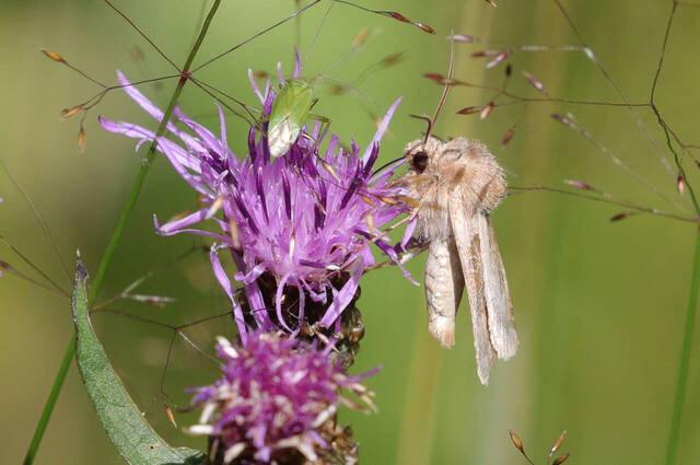 Kupfereule - Falter auf Wiesen-Flockenblume  Foto: Hans Wolf