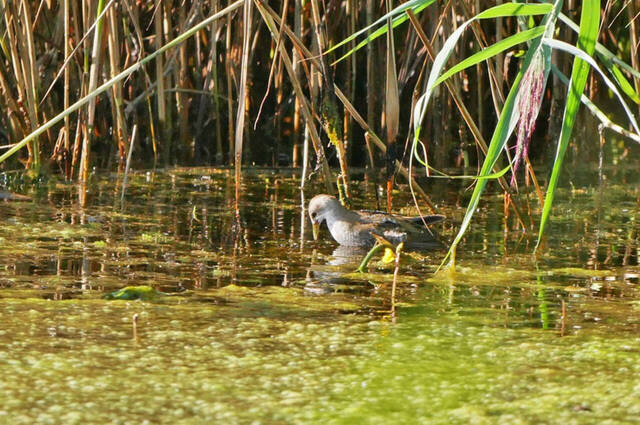 Kleines Sumpfhuhn  Foto: Johannes Almer