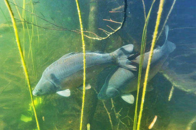 Karpfen im Schlosssee  Foto: Andreas Hartl