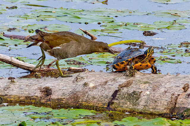Teichhuhn und Schildkröte  Foto: Thomas Alberer