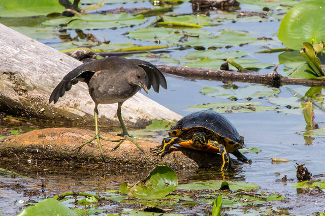 Teichhuhn und Schildkröte  Foto: Thomas Alberer
