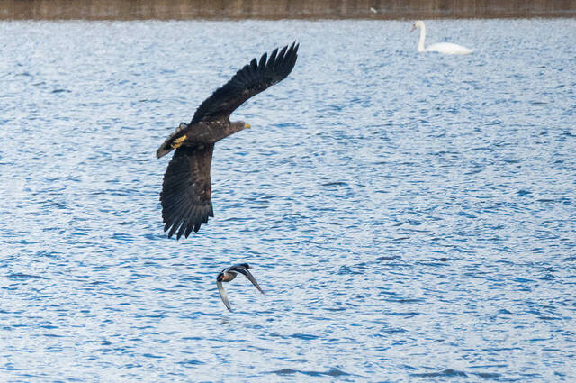 Seeadler und Stockente  Foto: Thomas Alberer