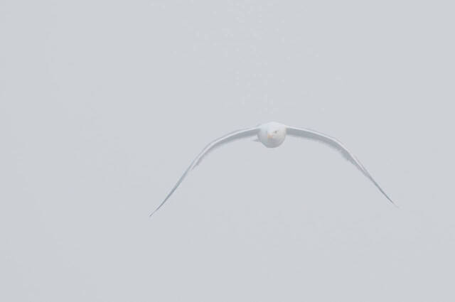 Möwe im Nebel  Foto: Thomas Alberer