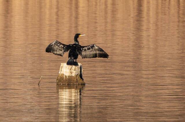 Wintersonne trocknet Kormoran das Gefieder  Foto: Andreas Hartl
