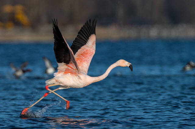 Chileflamingo  Foto: Thomas Alberer