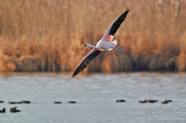 Chileflamingo  Foto: Alexander Kraus