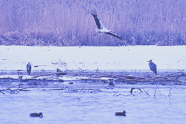 Weißstorch  Foto: Sasha Jumanca