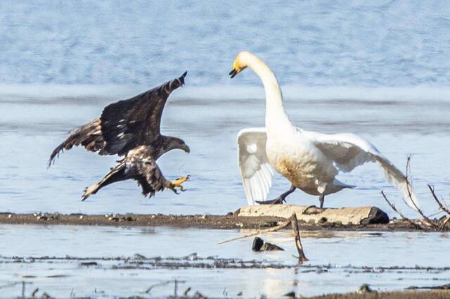 Seeadler und Singschwan  Foto: Andreas Hartl