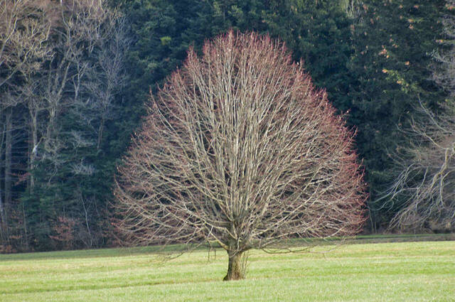 Baumkrone im Frühjahr  Foto: Anton Hötzelsperger