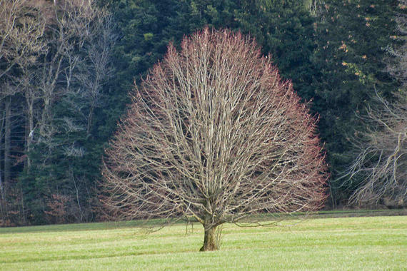 Baumkrone im Frühjahr  Foto: Anton Hötzelsperger