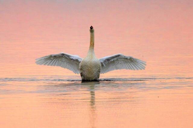 Höckerschwan im Abendlicht  Foto: Andreas Hartl