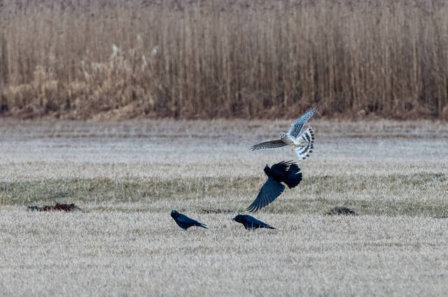 Kornweihe und drei Krähen  Foto: Thomas Alberer