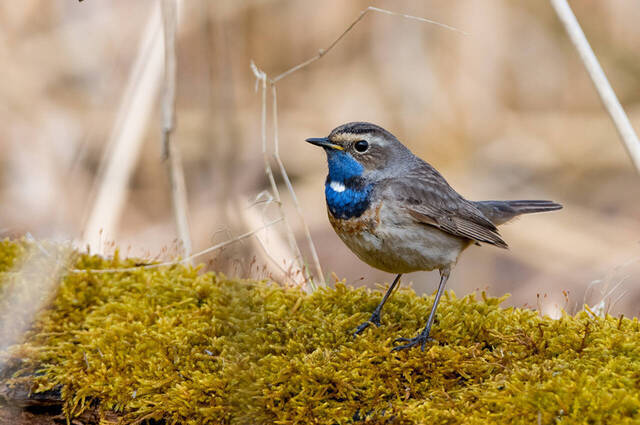 Blaukehlchen  Foto: Thomas Alberer
