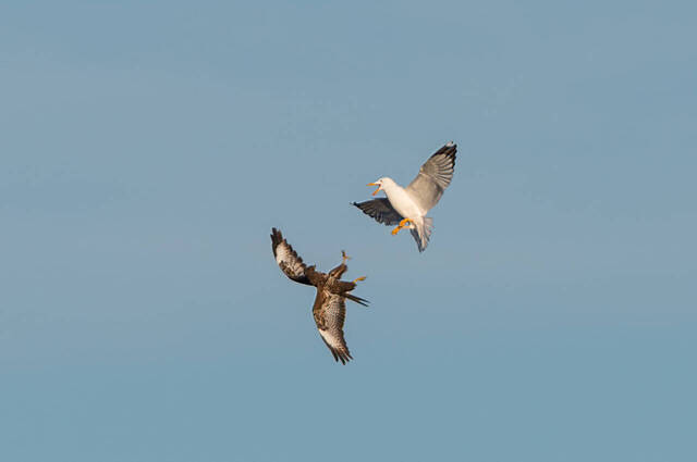 Mäusebussard & Mittelmeermöwe  Foto: Thomas Alberer
